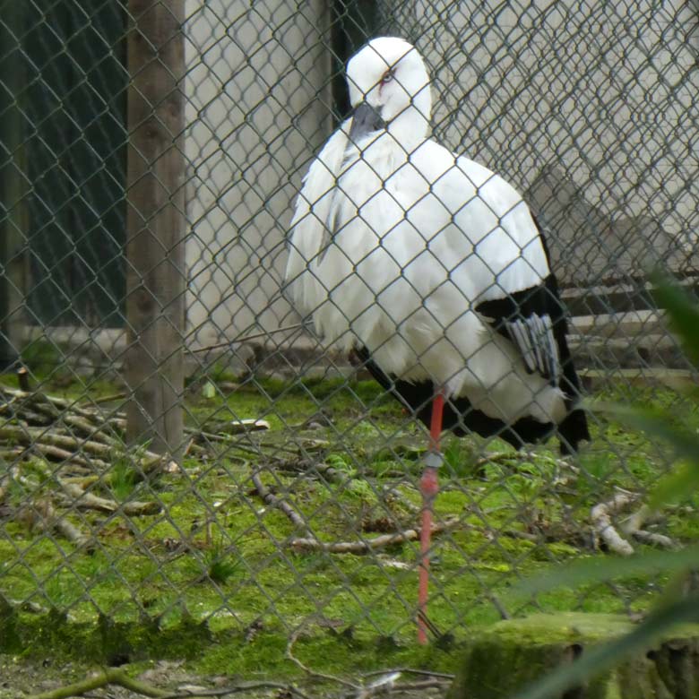 Schwarzschnabelstorch am 13. April 2018 in der Voliere am Vogelhaus im Zoologischen Garten Wuppertal