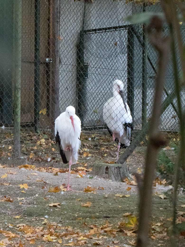 Männlicher Weißstorch und weiblicher Schwarzschnabelstorch am 13. Oktober 2018 im Wuppertaler Zoo