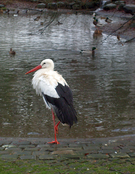 Weißstorch im Zoo Wuppertal im November 2008