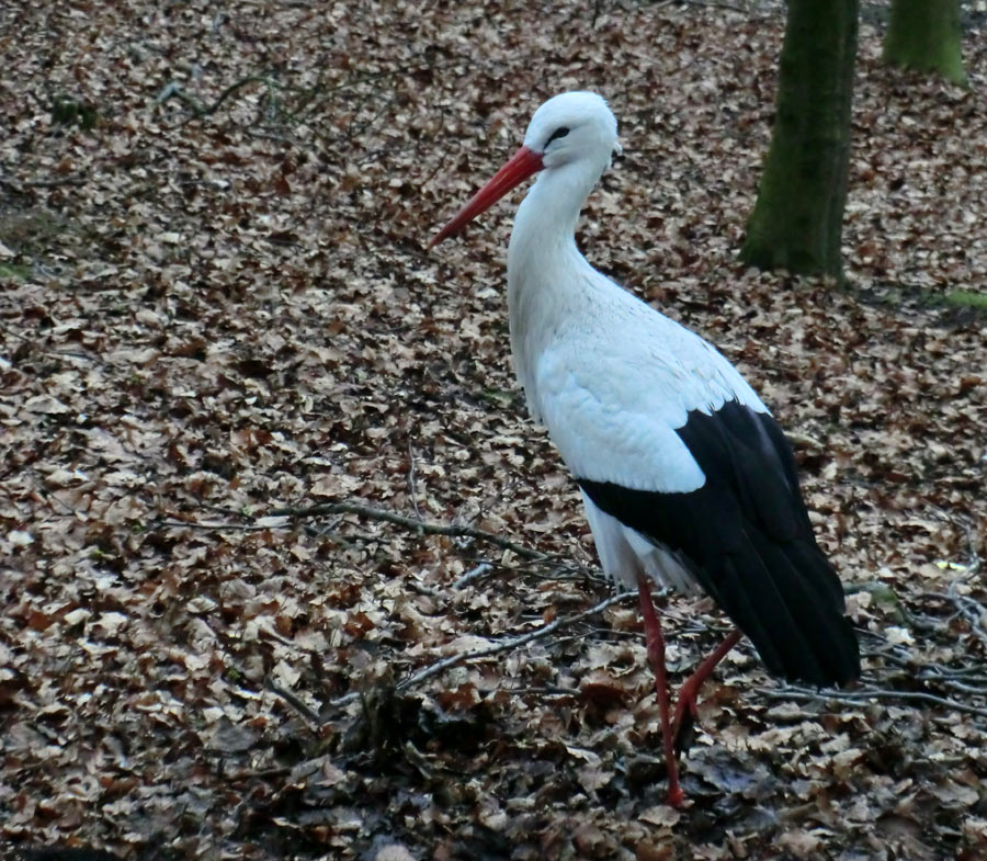 Weißstorch im Zoologischen Garten Wuppertal im März 2012