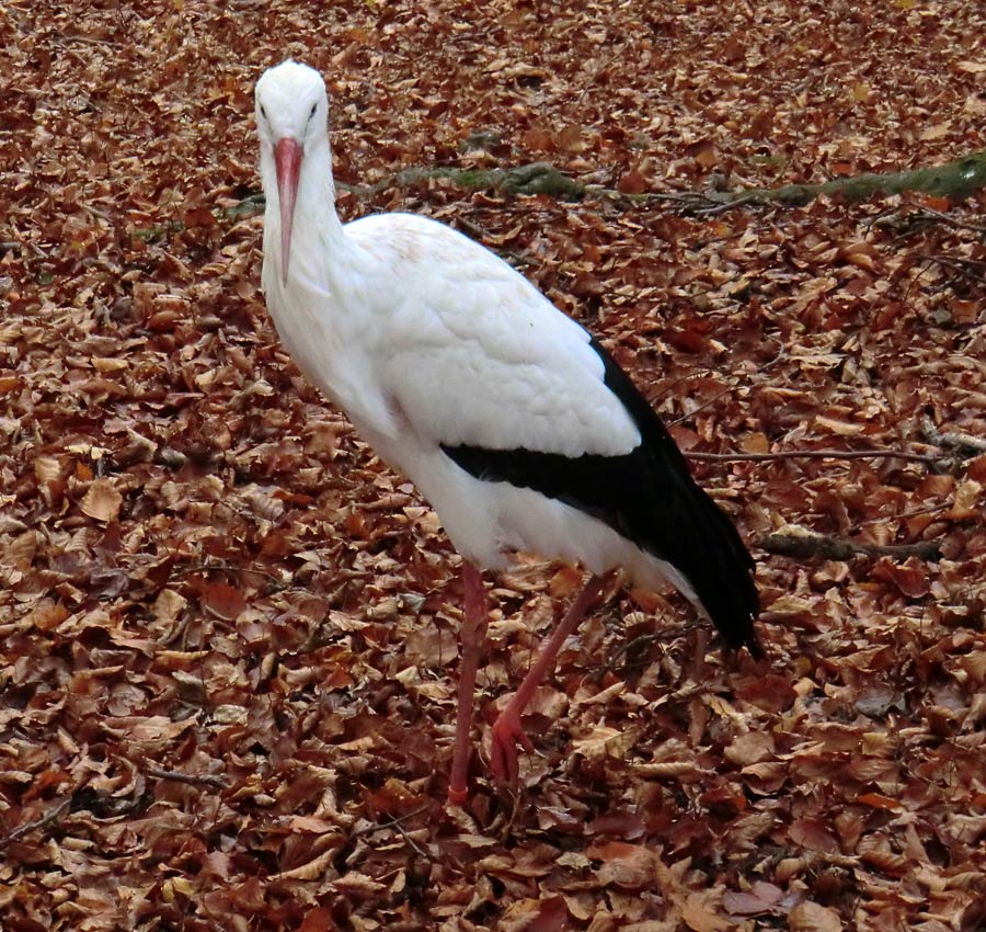 Weißstorch im Zoo Wuppertal im November 2012