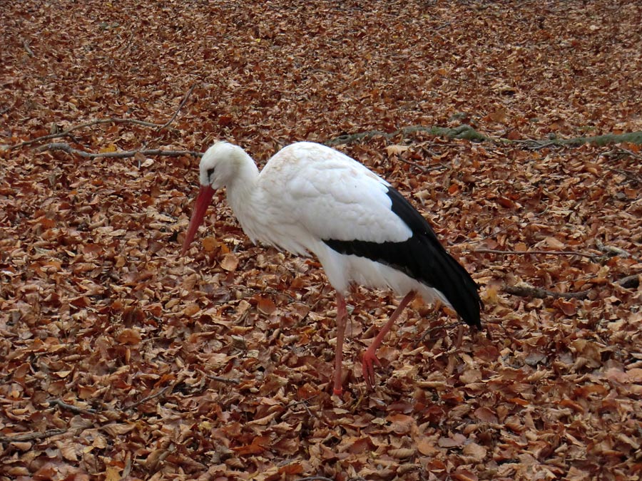 Weißstorch im Zoologischen Garten Wuppertal im November 2012