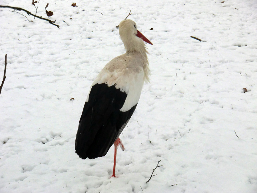 Weißstorch im Zoologischen Garten Wuppertal im Januar 2013
