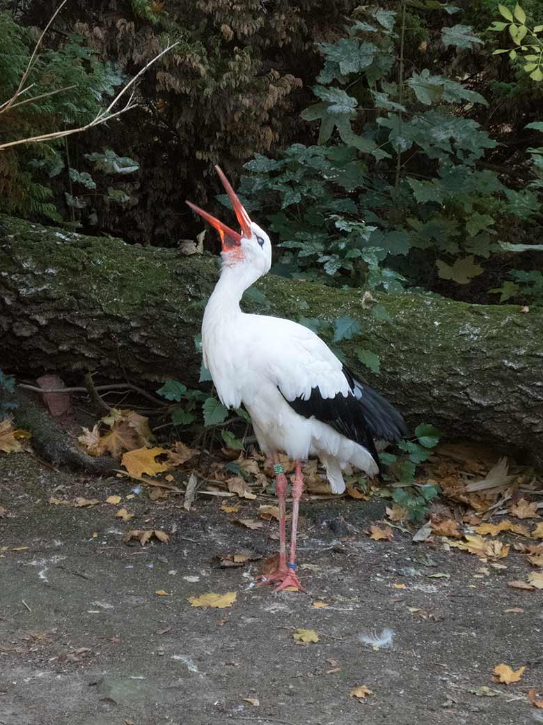 Weiblicher Weißstorch am 13. Oktober 2018 im Grünen Zoo Wuppertal