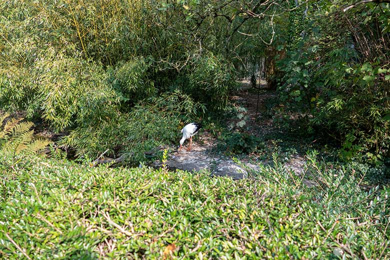 Weißstorch am 23. September 2020 auf der Außenanlage unterhalb des Vogel-Hauses im Grünen Zoo Wuppertal