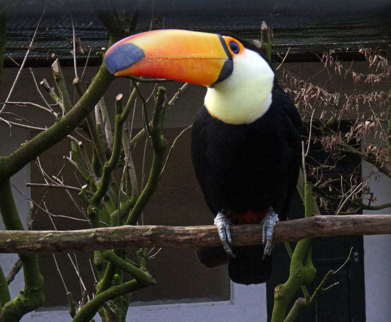 Riesentukan im Zoo Wuppertal im Februar 2017