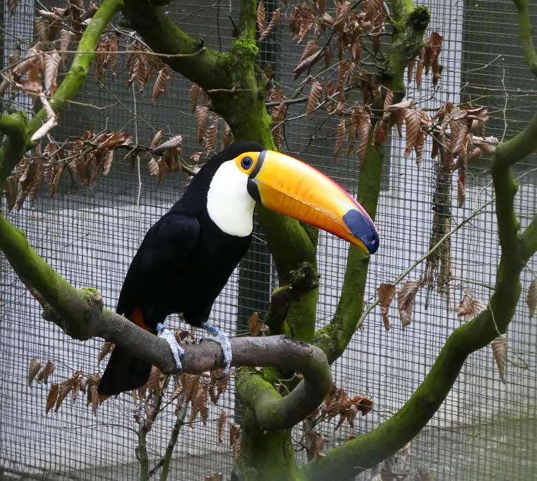 Riesentukan am 20. Januar 2018 in der Außenvoliere am Vogelhaus im Grünen Zoo Wuppertal