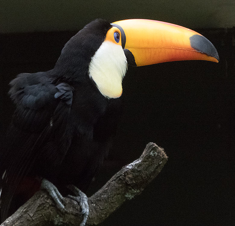 Männlicher Riesentukan am 2. Mai 2019 in der Außenvoliere am Vogel-Haus im Zoologischen Garten Wuppertal