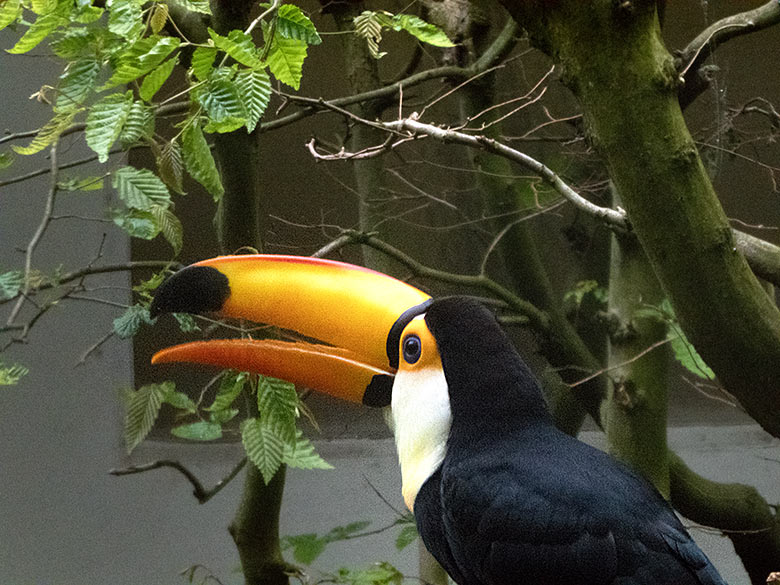 Männlicher Riesentukan am 2. Mai 2019 in der Außenvoliere am Vogel-Haus im Grünen Zoo Wuppertal