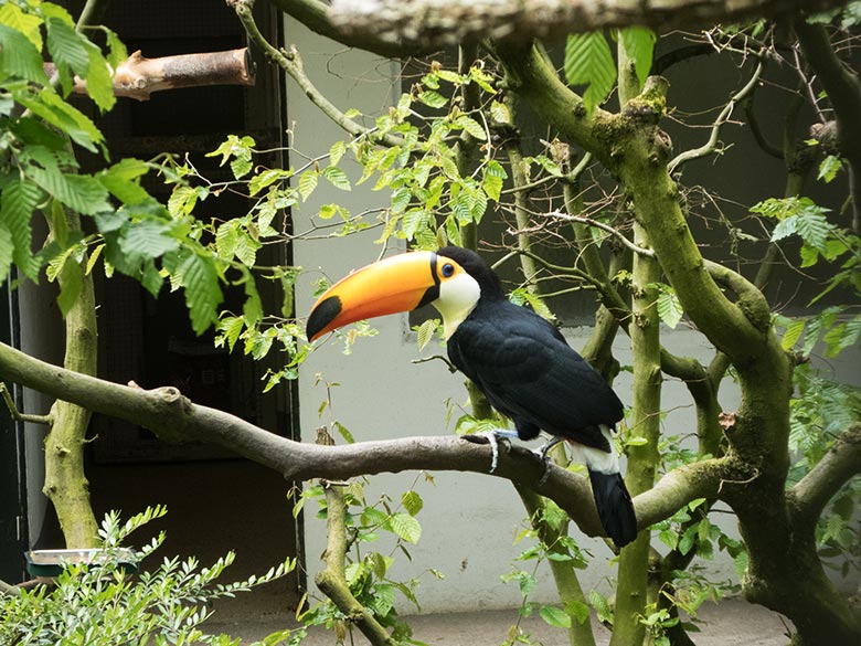 Riesentukan-Männchen am 2. Mai 2019 in der Außenvoliere am Vogel-Haus im Zoo Wuppertal