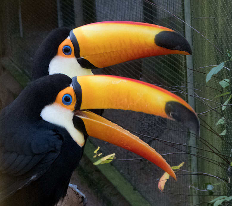 Riesentukan-Weibchen (vorn) und Riesentukan-Männchen (hinten) am 24. November 2019 in der Außenvoliere am Vogel-Haus im Zoologischen Garten Wuppertal