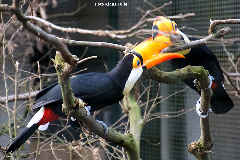 Riesentukane am 15. Dezember 2019 in einer Außenvoliere am Vogel-Haus im Grünen Zoo Wuppertal (Foto Klaus Tüller)