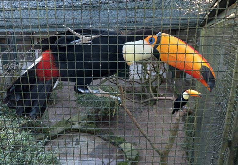 Riesentukane am 6. Januar 2020 in einer Außenvoliere am Vogel-Haus im Grünen Zoo Wuppertal