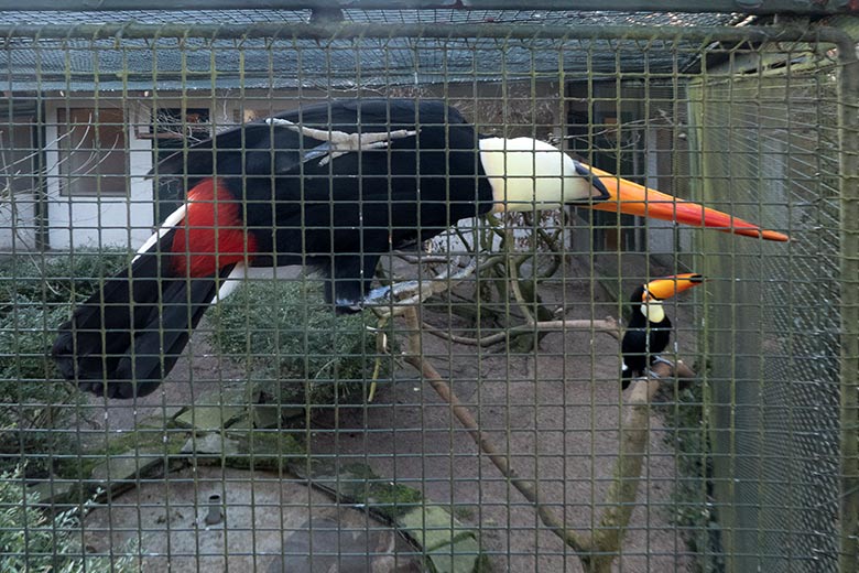 Riesentukane am 6. Januar 2020 in einer Außenvoliere am Vogel-Haus im Zoologischen Garten Wuppertal