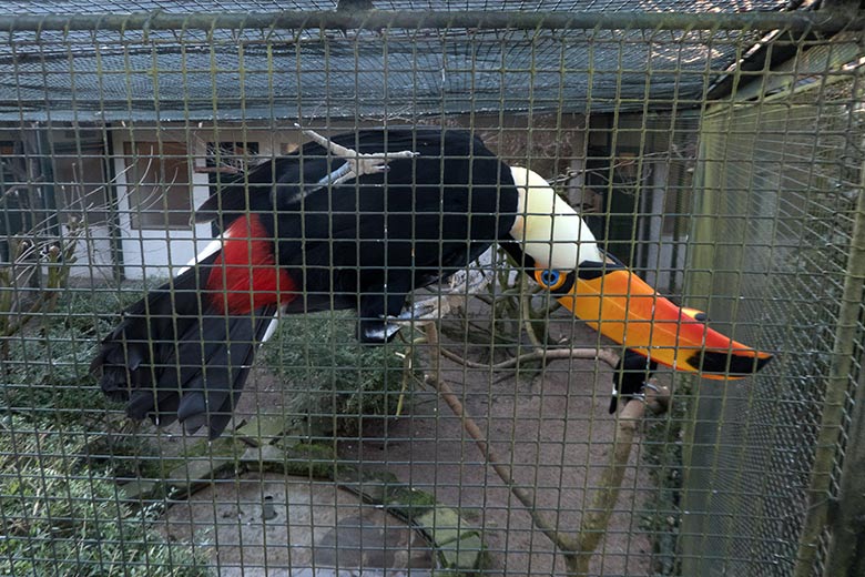 Männlicher Riesentukan am 6. Januar 2020 am Draht einer Außenvoliere am Vogel-Haus im Zoo Wuppertal
