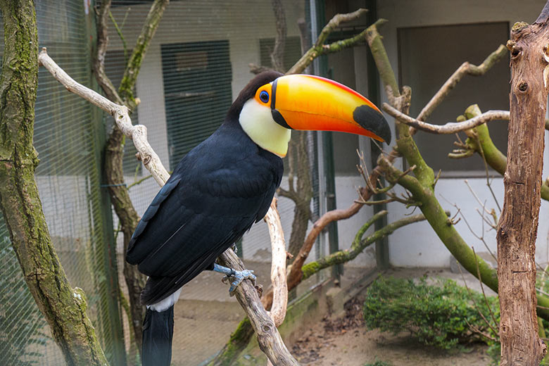 Riesentukan am 12. März 2021 in einer Außenvoliere am Vogel-Haus im Zoologischen Garten Wuppertal