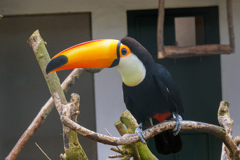 Riesentukan am 12. März 2021 in einer Außenvoliere am Vogel-Haus im Wuppertaler Zoo