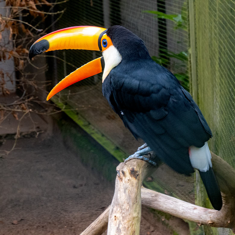 Männlicher Riesentukan am 14. November 2021 in einer Außenvoliere am Vogel-Haus im Zoologischen Garten Wuppertal