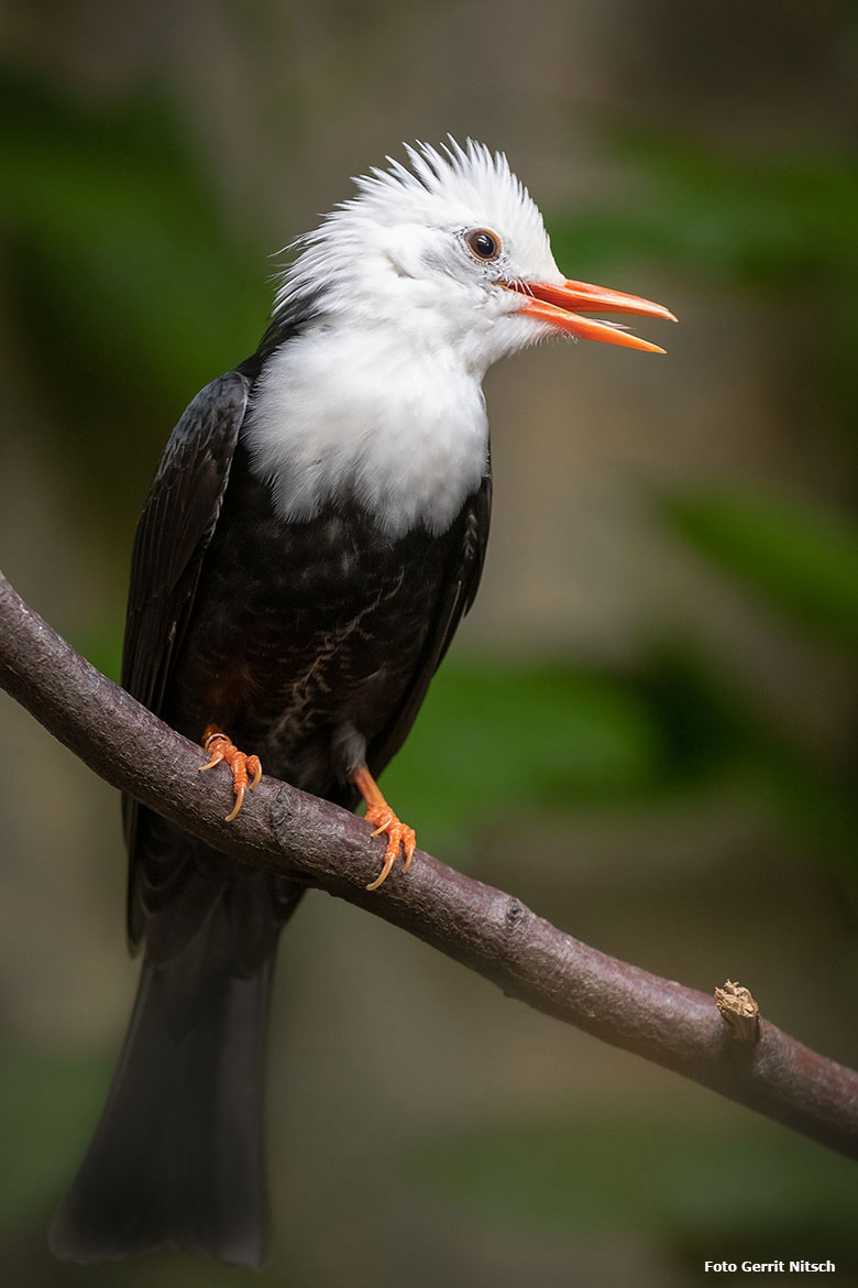 Rotschnabel-Fluchtvogel am 18. Oktober 2019 im Vogel-Haus im Zoologischen Garten Wuppertal (Foto Gerrit Nitsch)
