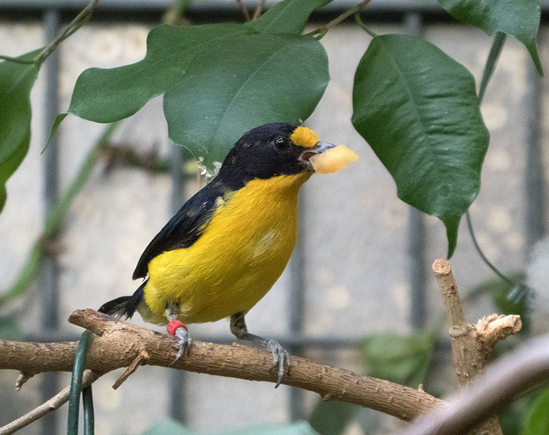 Männlicher Veilchenorganist am 30. März 2019 im Vogel-Haus im Grünen Zoo Wuppertal