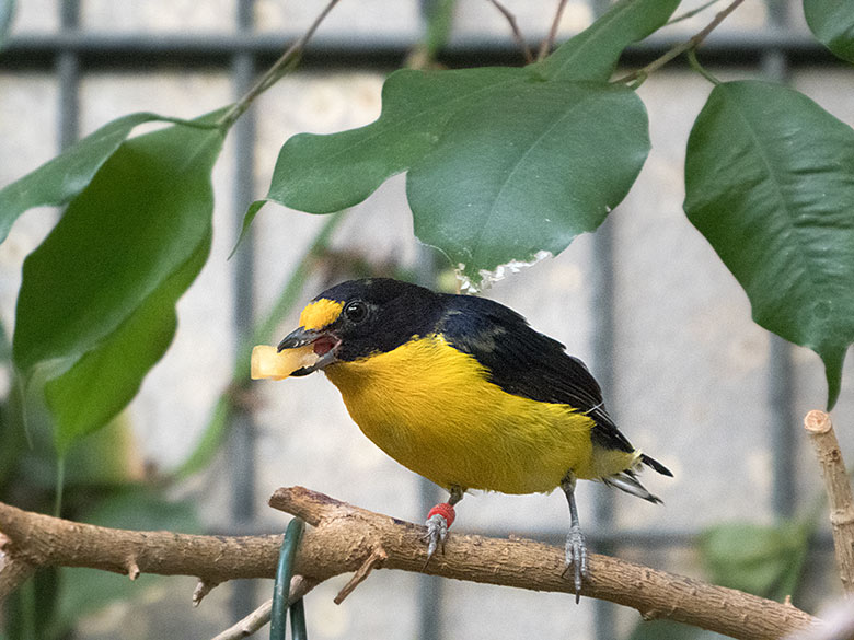 Veilchenorganist-Männchen am 30. März 2019 im Vogel-Haus im Zoologischen Garten Wuppertal
