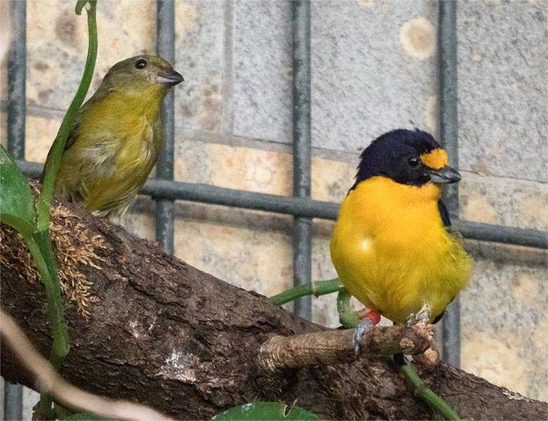 Weiblicher und männlicher Veilchenorganist am 26. Juli 2019 im Vogel-Haus im Wuppertaler Zoo