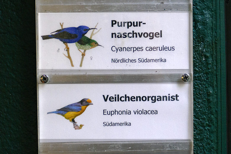 Ausschilderung der Vogelart Veilchenorganist am 27. November 2022 an einem Schaugehege im Vogel-Haus im Wuppertaler Zoo