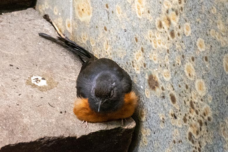 Weibliche Schamadrossel am 1. September 2022 in der Innenvoliere im Vogel-Haus im Zoo Wuppertal