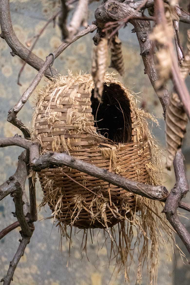 Kugel-Nest für Schamadrossel am 6. September 2022 in der Innenvoliere im Vogel-Haus im Zoologischen Garten Wuppertal
