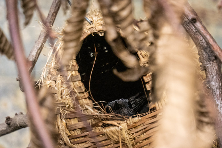 Weibliche Schamadrossel im Kugel-Nest am 6. September 2022 in der Innenvoliere im Vogel-Haus im Grünen Zoo Wuppertal