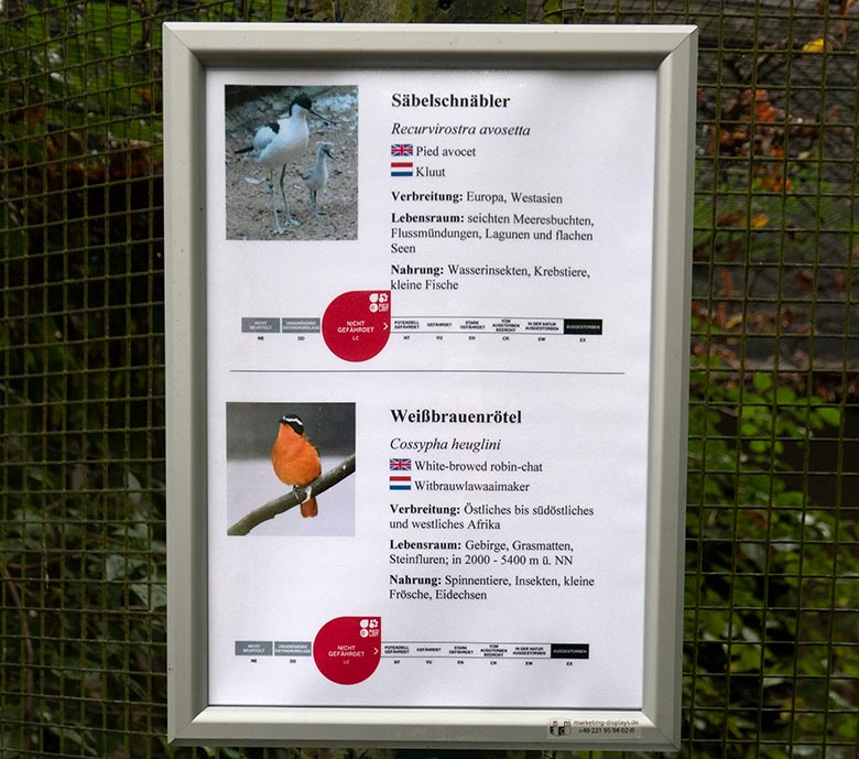 Weißbrauenrötel am 25. September 2020 in einer Außenvoliere am Vogel-Haus im Grünen Zoo Wuppertal