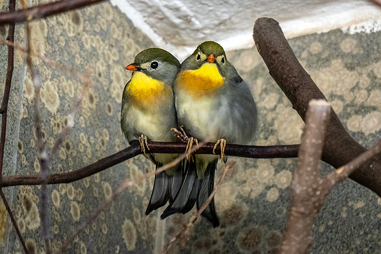China-Nachtigall-Paar am 22. Januar 2022 im Vogel-Haus im Wuppertaler Zoo