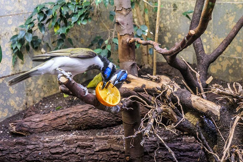 Blauohr-Honigfresser am 28. November 2021 im Vogel-Haus im Wuppertaler Zoo