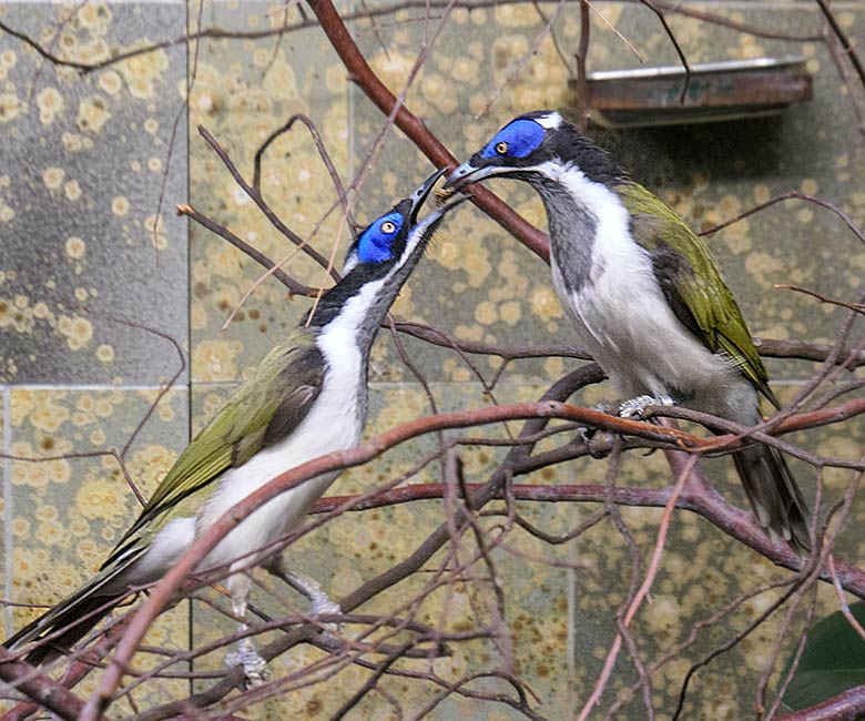 Blauohr-Honigfresser-Paar am 7. September 2022 im Vogel-Haus im Zoologischen Garten der Stadt Wuppertal