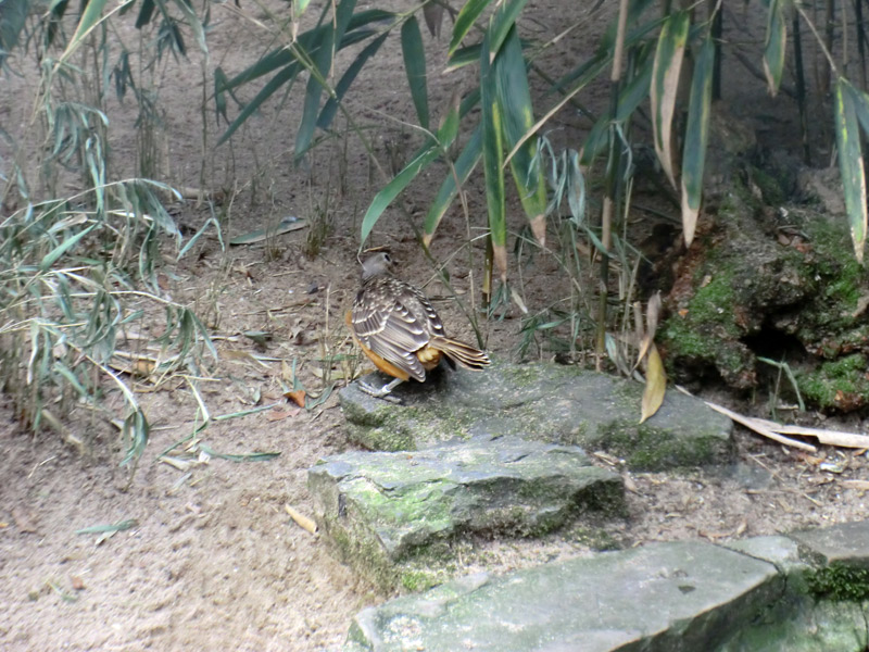 Braunbauch-Laubenvogel im Zoologischen Garten Wuppertal im Februar 2012