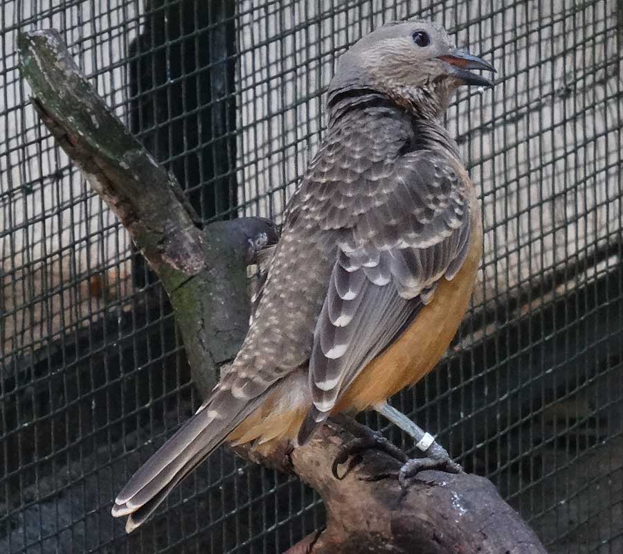 Braunbauch-Laubenvogel im Zoologischen Garten Wuppertal im Dezember 2015