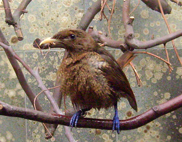 Weiblicher Königsparadiesvogel im Wuppertaler Zoo im Februar 2009