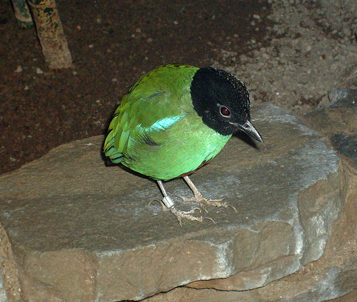 Kappenpitta im Zoo Wuppertal im November 2008