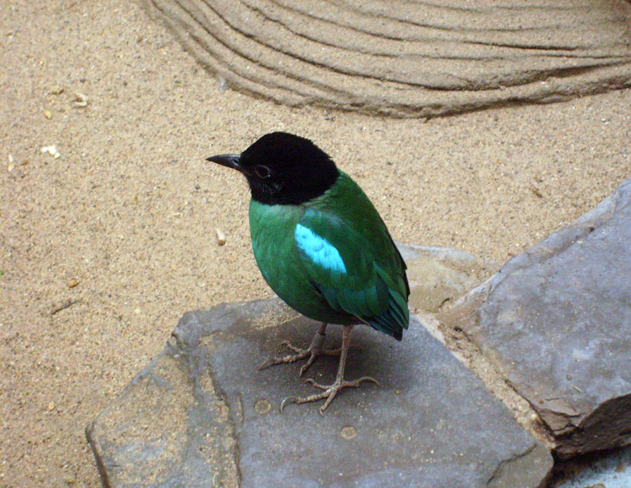 Kappenpitta im Zoo Wuppertal im Januar 2010