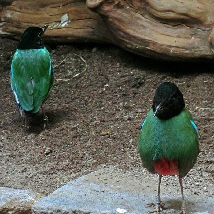 Kappenpittas im Wuppertaler Zoo im März 2012