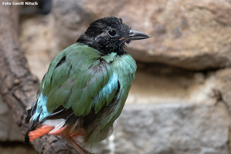 Kappenpitta am 18. Oktober 2019 im Vogel-Haus im Wuppertaler Zoo (Foto Gerrit Nitsch)