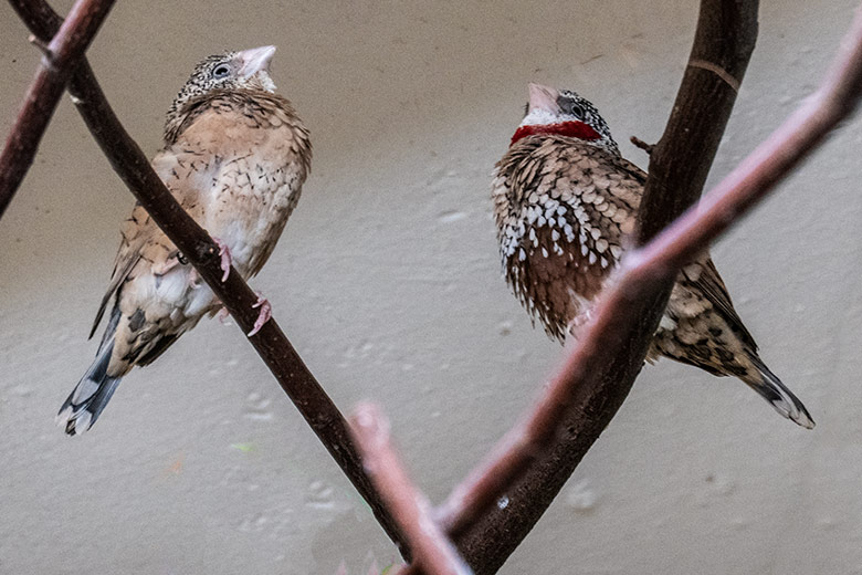 Weibliche und männliche Bandamadine am 20. April 2023 in einer Innenvoliere im Vogel-Haus im Wuppertaler Zoo
