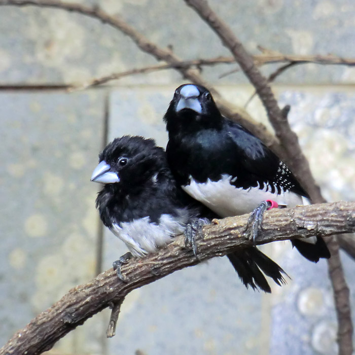 Gitterflügelelsterchen im Wuppertaler Zoo im Januar 2014
