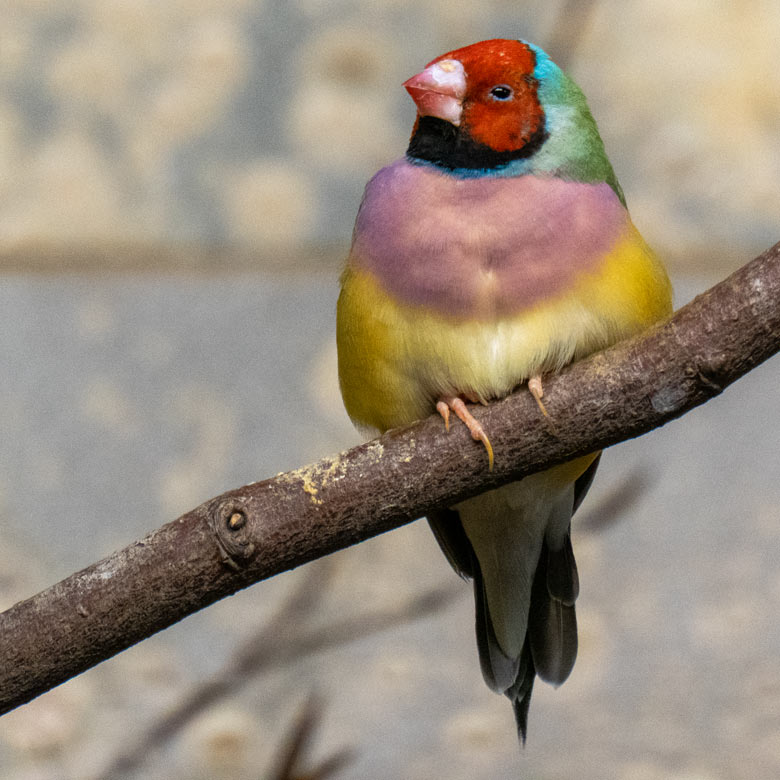 Gouldamadine am 28. Januar 2023 im Vogel-Haus im Grünen Zoo Wuppertal
