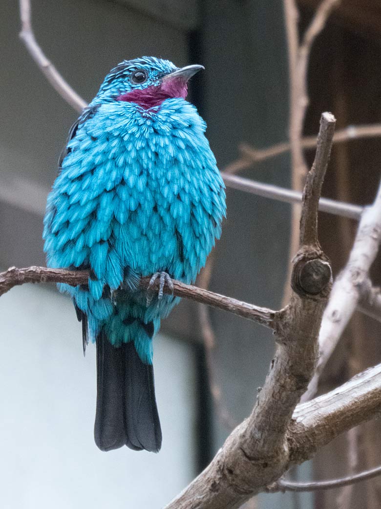 Purpurkehlkotinga am 6. April 2019 in der Freiflughalle im Wuppertaler Zoo
