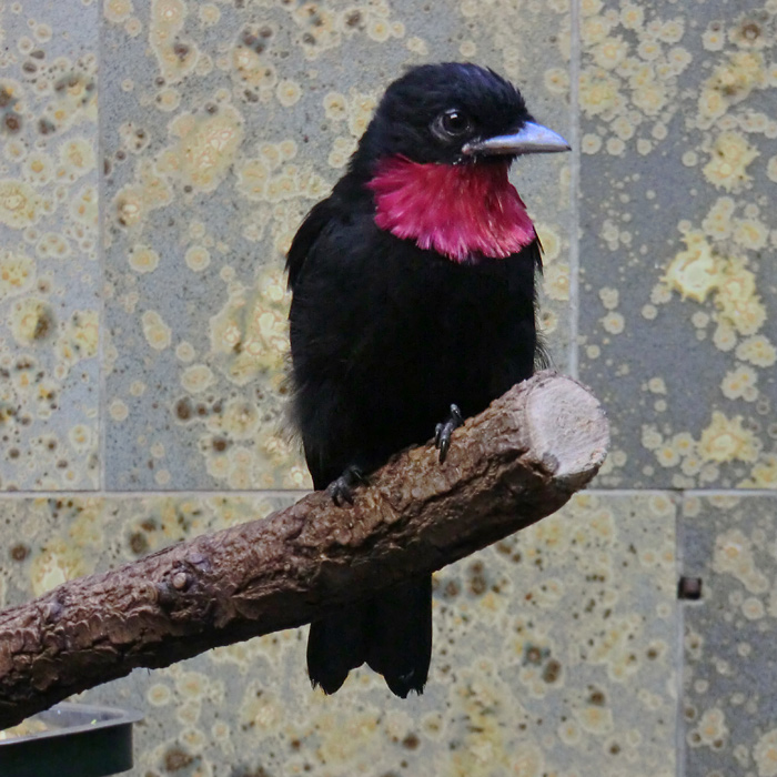 Schild-Schmuckvogel im Wuppertaler Zoo im Juli 2012