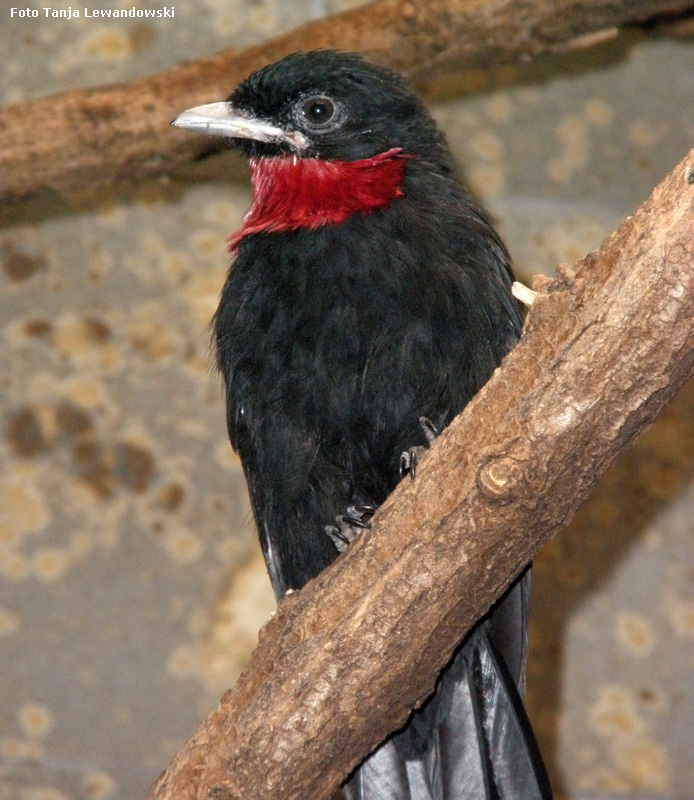 Schild-Schmuckvogel im Zoologischen Garten Wuppertal im September 2012 (Foto Tanja Lewandowski)