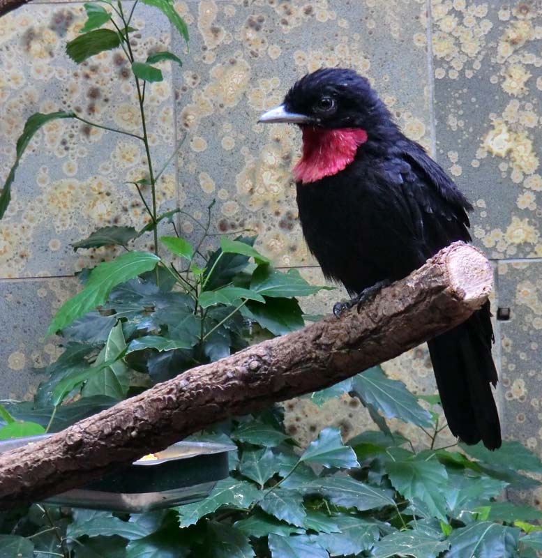 Schild-Schmuckvogel im Zoologischen Garten Wuppertal im August 2014