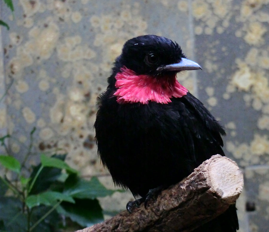 Schild-Schmuckvogel im Wuppertaler Zoo im August 2014