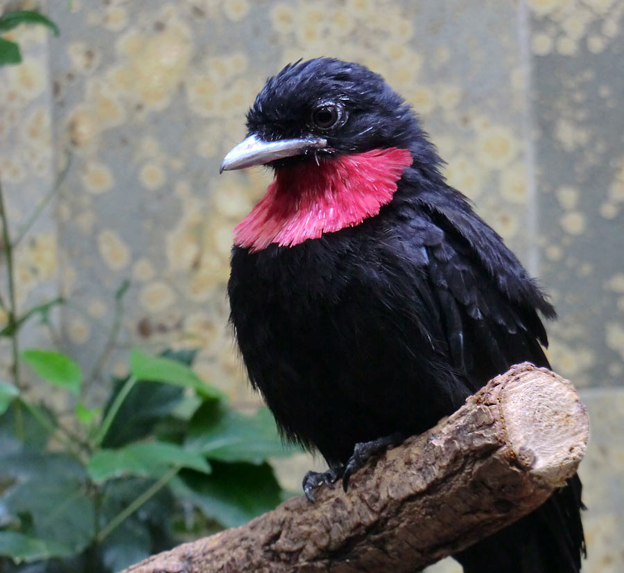 Schild-Schmuckvogel im Zoo Wuppertal im August 2014